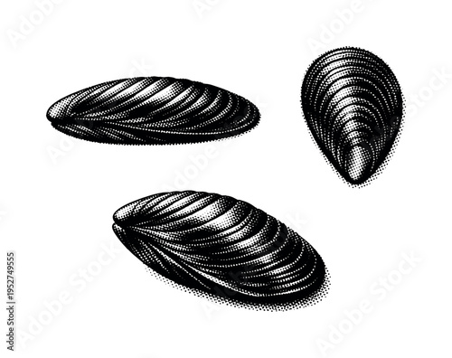 Mussel ribbed mussel presented from side profile, top view, and diagonal angle as one rib-textured mussel with realistic shell thickness. Black and white dot