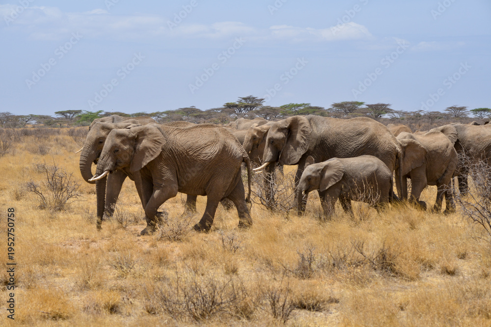 Fototapeta premium Eléphant d'Afrique