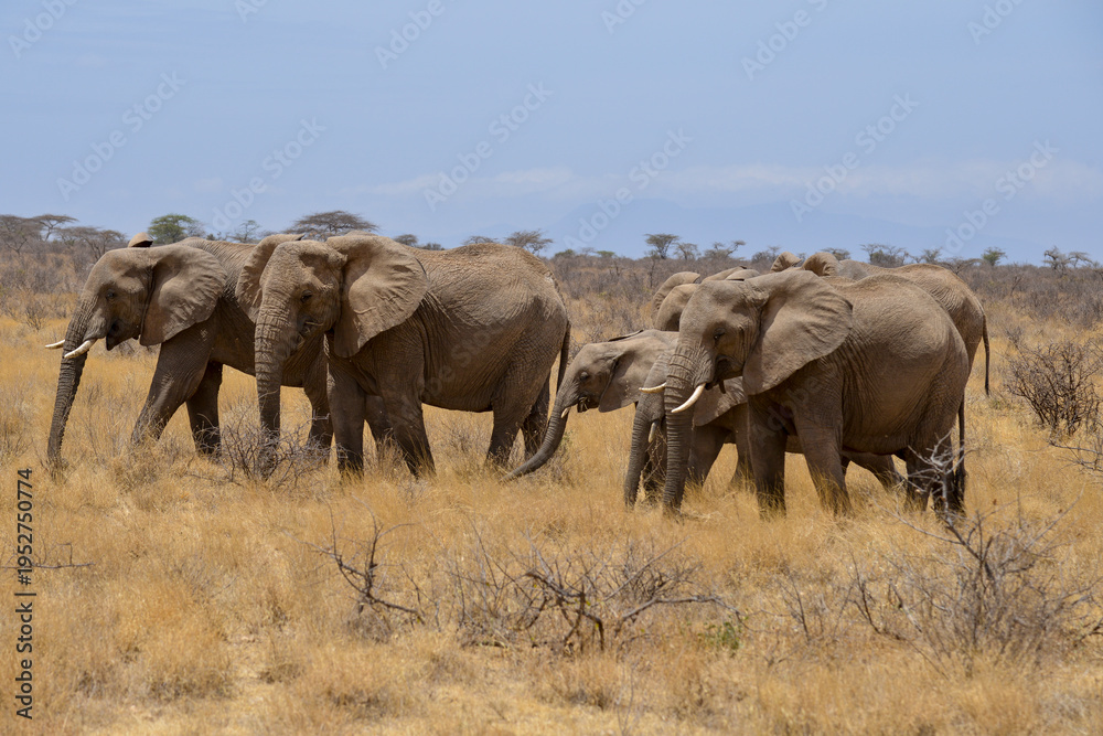 Fototapeta premium Eléphant d'Afrique