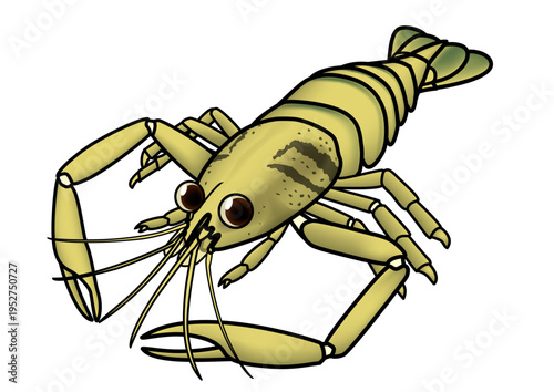 淡水エビ　テナガエビ　かわいいイラスト　ベクター形式