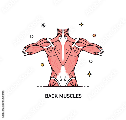 Muscle structure back anatomy illustration showing a minimal rear torso silhouette with clearly defined muscle groups arranged symmetrically, symbolizing