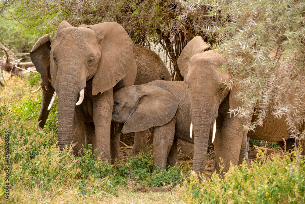 Fototapeta premium Eléphant d'Afrique