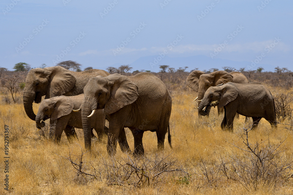 Obraz premium Eléphant d'Afrique