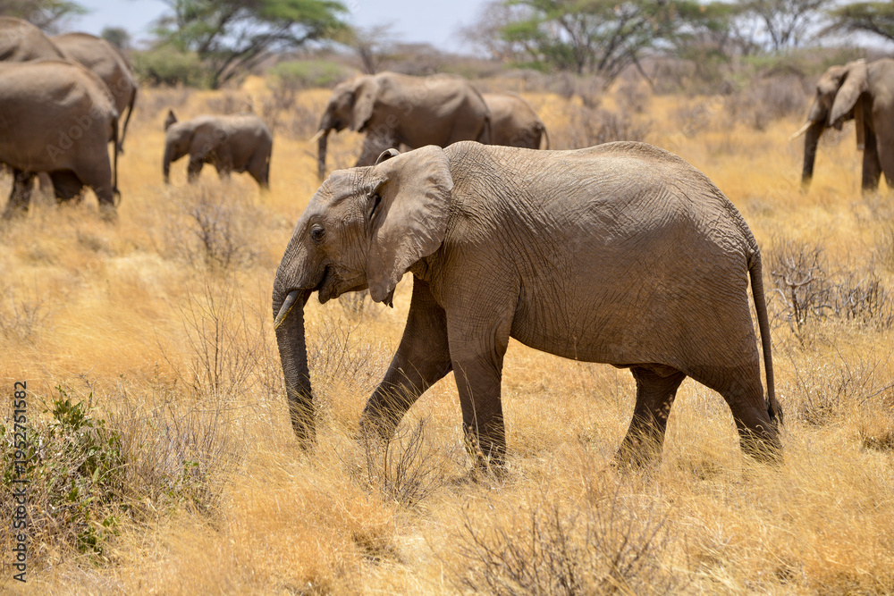 Fototapeta premium Eléphant d'Afrique