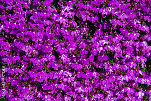 Blooming purple lobelia flowers