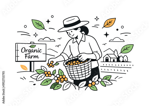 Sustainable Coffee Harvest. A farmer picking organic coffee cherries and placing them into a woven basket, nearby sign card reading ?Organic Farm?. Quiet rural