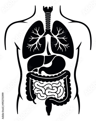 Stylized graphic illustration of human anatomy depicting major internal organs for medical and educational purposes