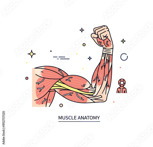 Muscle structure anatomical illustration featuring a simplified human arm with visible stylized muscle fibers layered in clean segments, expressing strength