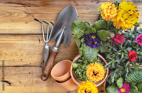 top view on colorful potting flowers in terracotta pots with gardening equipm...