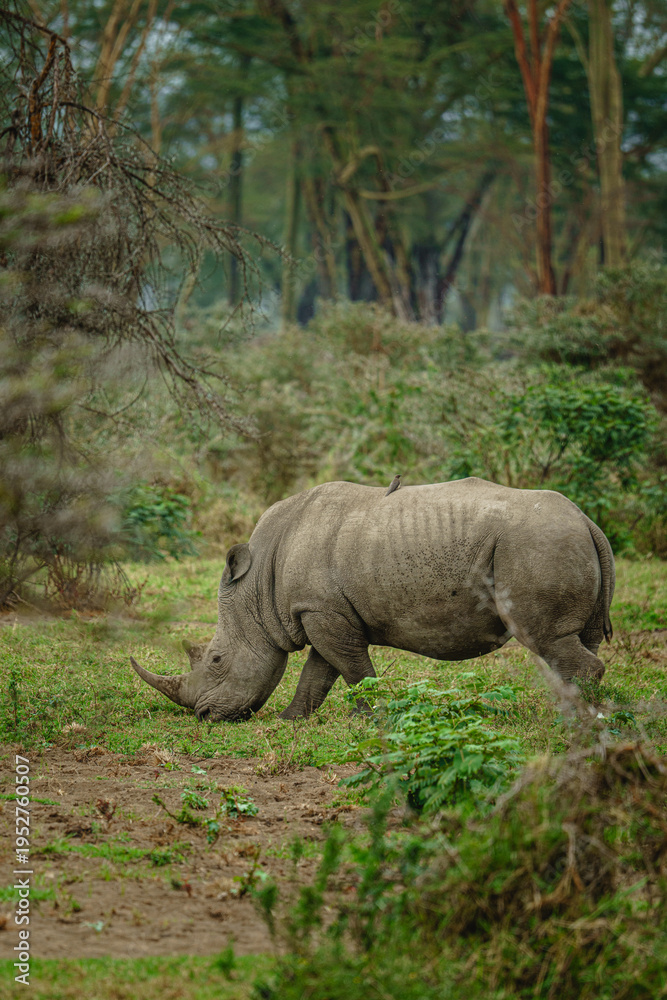Fototapeta premium Southern White Rhinoceros Walking in Natural Habitat