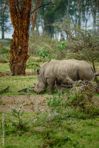 Southern White Rhinoceros Walking in Natural Habitat