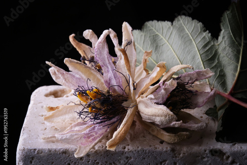 Fiori ormai appassiti di passiflora, isolati in primo piano, composizione su fondo nero