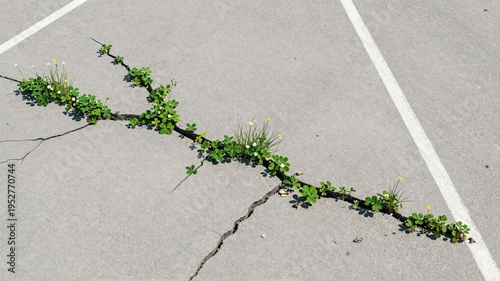 The Concrete Cracks Forest