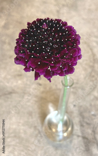 Single Burgundy Focal Scoop Scabiosa Flower