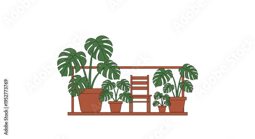 Five potted Monstera plants and a wooden chair are arranged on a brown shelf against a plain white background.