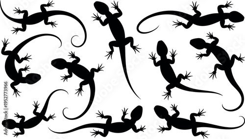 Gecko lizard silhouette set in different poses isolated on white background, reptile collection showing crawling climbing and curved tail positions