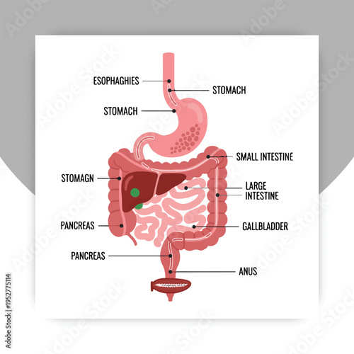 Isolated Human Digestive System Anatomy Diagram with Labeled Organs – Stomach, Intestines, Liver, Pancreas Medical Illustration