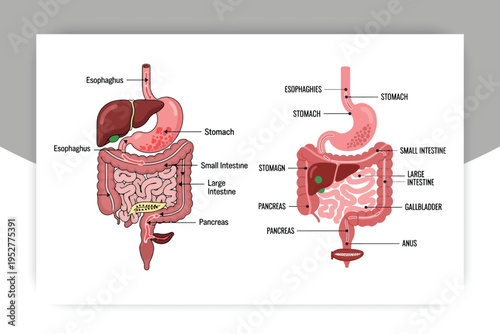 Isolated Human Digestive System Anatomy Diagram with Labeled Organs – Stomach, Intestines, Liver, Pancreas Medical Illustration