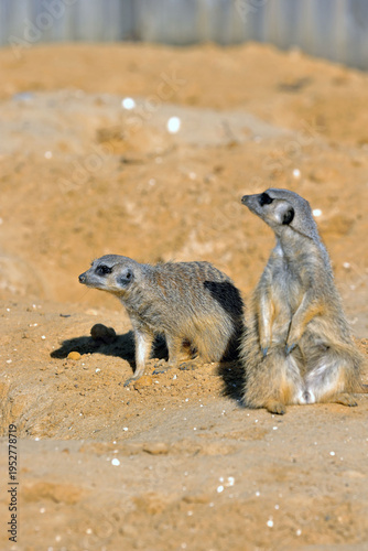 Konstfotografi Suricate - animal - sentinelle du désert- mammifère - Hespertidé - Afrique - dés