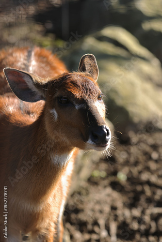 Canvas Print Sitatunga