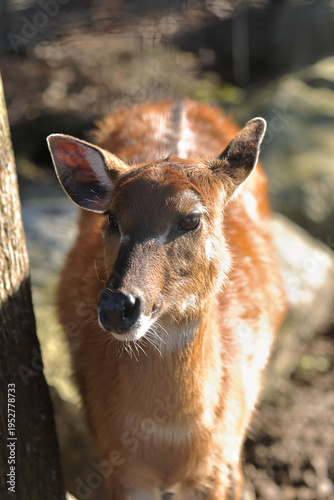 Canvas Print Sitatunga