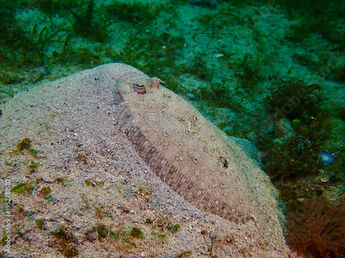 Flounder lies perfectly camouflaged on sandy seabed. Speckled body and bulging eyes of flounder blend seamlessly with surrounding sediment and algae.