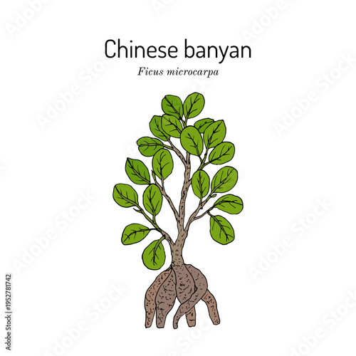 Chinese banyan, or Indian laurel (Ficus microcarpa), medicinal and ornamental plant. Hand drawn botanical vector illustration