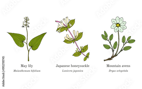 Collection of edible and medicinal plants. Hand drawn botanical vector illustration