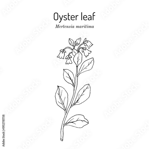 Oyster leaf, or sea bluebells (Mertensia maritima), edible plant. Hand drawn botanical vector illustration