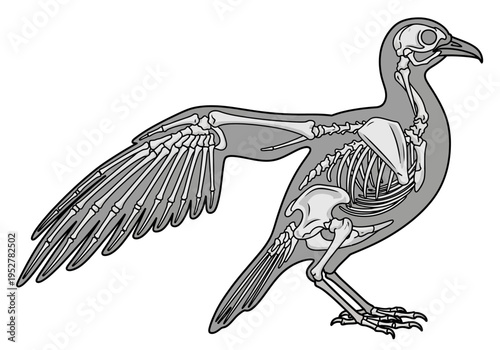 Diagram illustrating the internal skeletal structure of a bird with wings outstretched