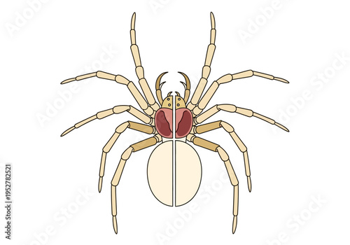 Dorsal view illustration of a palebodied spider dissected down the midline