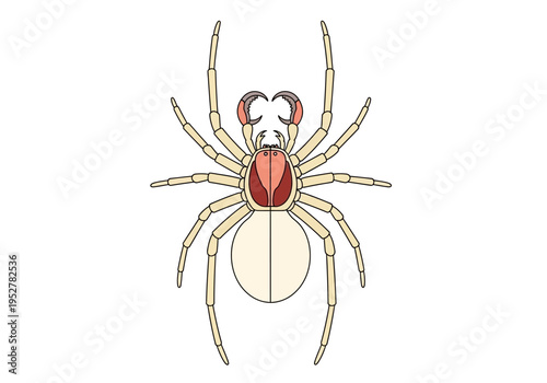 Dorsal view illustration of a pale spider with prominent chelicerae