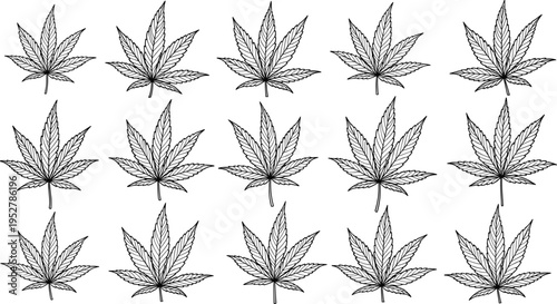 Cannabis leaves outline set, detailed marijuana plant line art vector illustration isolated on white background