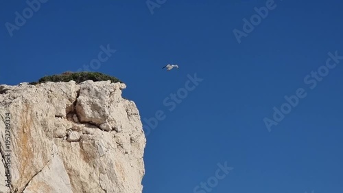 Seagull Flying Over Aphrodites Beach Cliffs