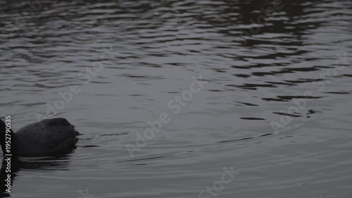 Footage showing ducks moving across the water during dark and moody weather conditions. The scene features low light, subtle ripples, and natural bird activity in a subdued outdoor environment.