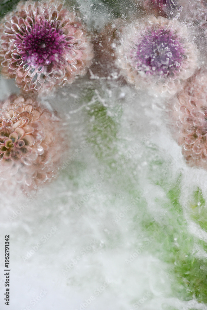 Fototapeta premium Close up of Dottie Micro Poms Chrysanthemum Flowers Frozen in Ice