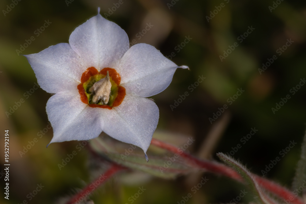Obraz premium Close up photograph of trichodesma indicum flower blooming in summer season within natural forest habitat in himachal pradesh india.