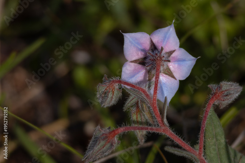 Wild flowering plant trichodesma indicum blooming in its natural forest environment in himachal pradesh india captured during peak summer season.