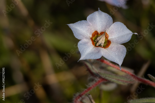 Close up detailed image of trichodesma indicum commonly known as indian borage flower blooming in natural forest habitat during summer season in himachal pradesh india.
