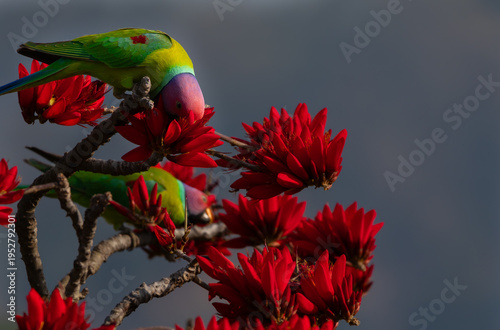 A close view wildlife photograph of a plum headed parakeet feeding from the nectar rich flowers of erythrina suberosa in a natural summer forest environment in himachal pradesh india.