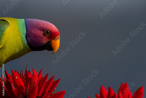 Detailed head portrait of a plum headed parakeet perched among bright red coral tree flowers (Erythrina suberosa) in a natural forest habitat during the summer season in Himachal Pradesh, India.