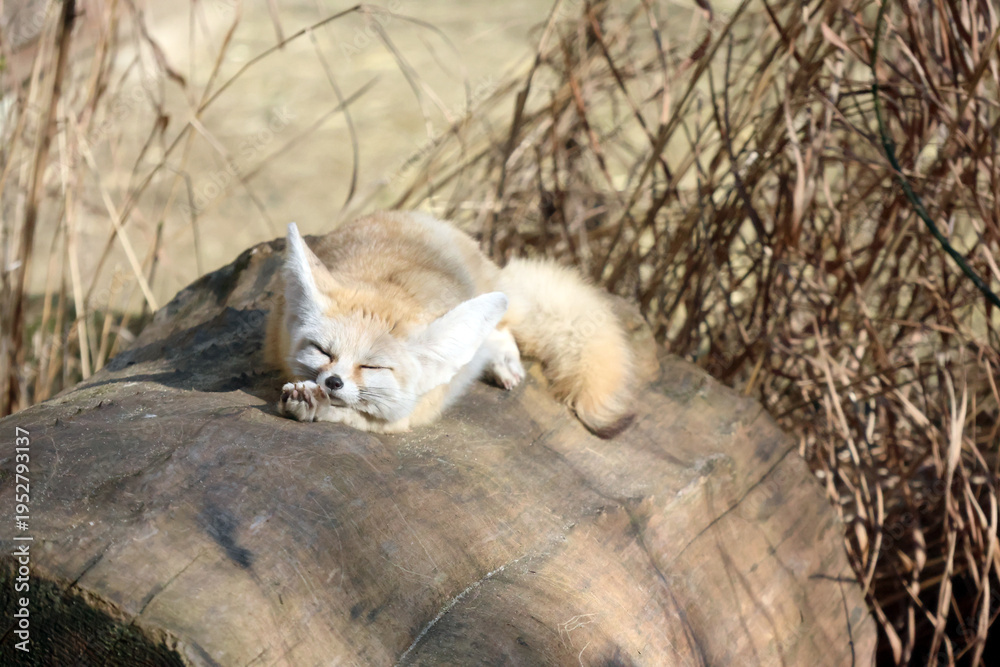 Fototapeta premium Fennec Fox Resting on Log Amidst Dry Grass in Natural Habitat