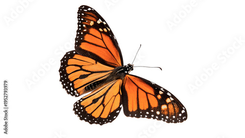 Foto Monarch butterfly resting with open wings  isolated on transparent background cu