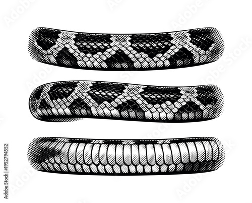 Corn snake mid-body segment. A realistic corn snake mid-body segment is depicted as a single object shown in three views highlighting scale pattern repetition