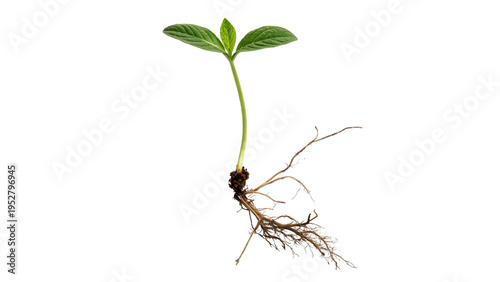 Quadro su tela Plant seedling growing with roots visible isolated on transparent background cut