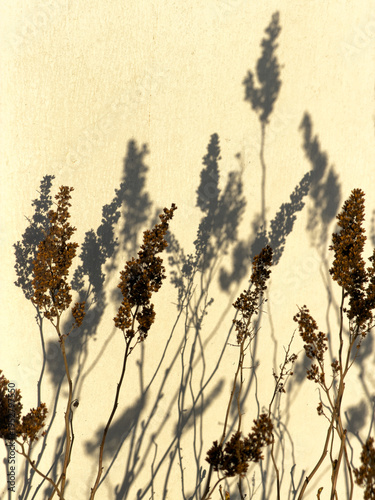 Dry plants stand against a wall, their shadows stretching and creating patterns on the surface. The scene captures natural shapes and lines in the afternoon sun