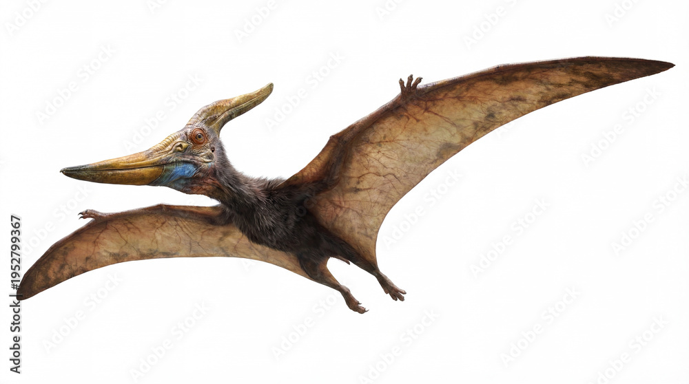 Fototapeta premium Pteranodon Longiceps Flying Side View – Prehistoric Pterosaur in Profile