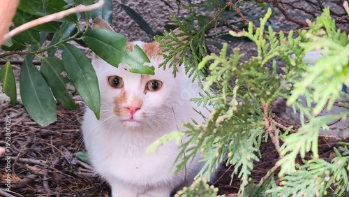 white and ginger cat hiding among green branches and leaves, looking directly at camera, alert and curious in natural outdoor garden setting