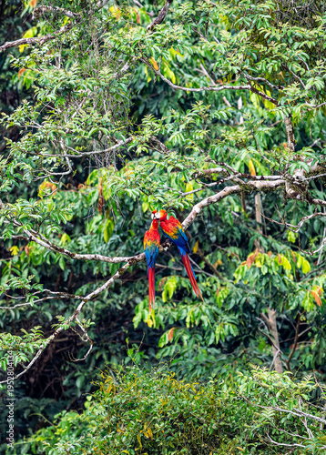 Foto Pair of scarlet macaws perched and interacting on a tree branch in the lush tropical canopy of French Guiana, South America