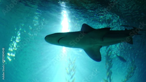 Low-angle view of a large shark swimming gracefully in clear blue water, with bright sunlight rays filtering through the surface and kelp in the background.